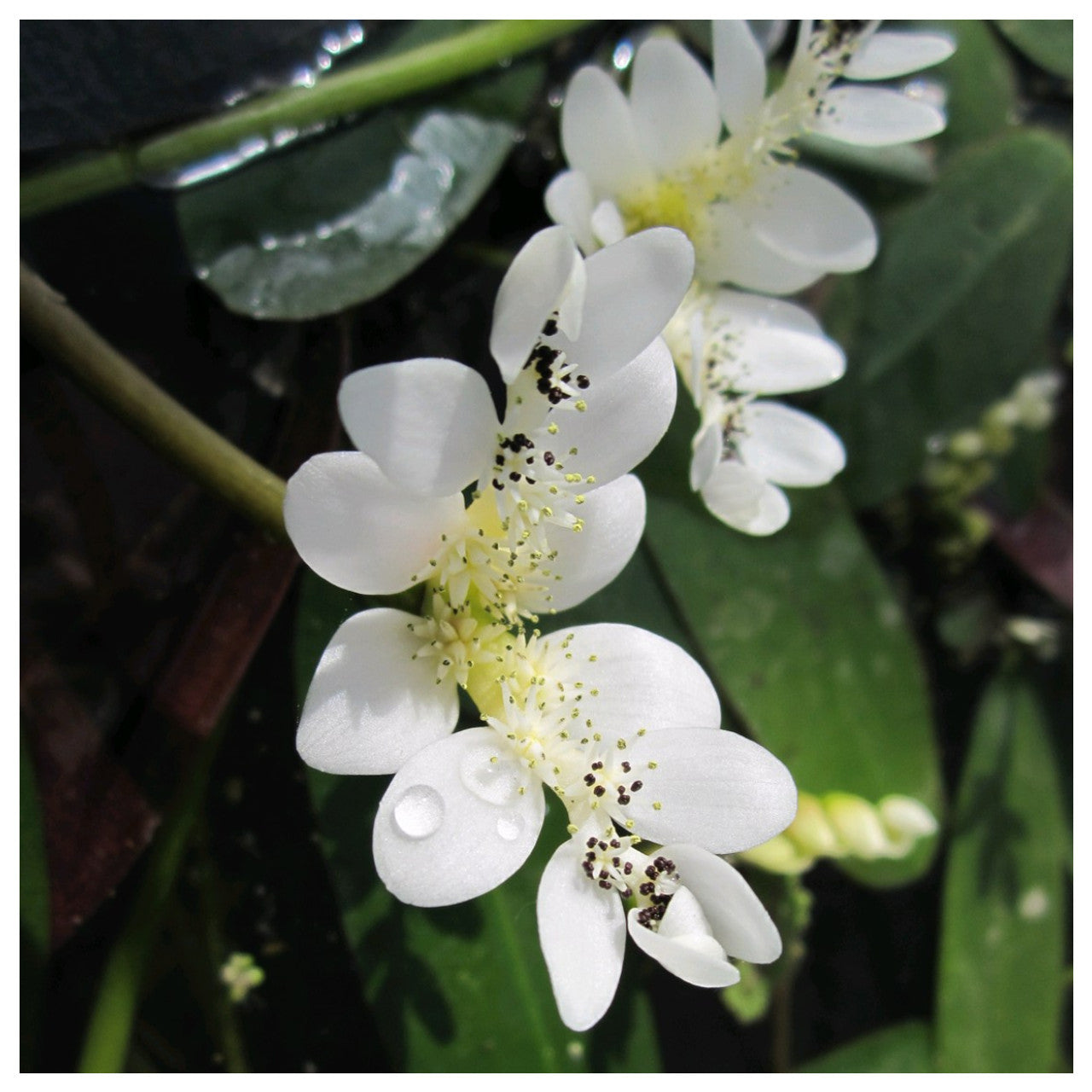 Aponogeton Distachyus - Water Hawthorne (Bare Root)