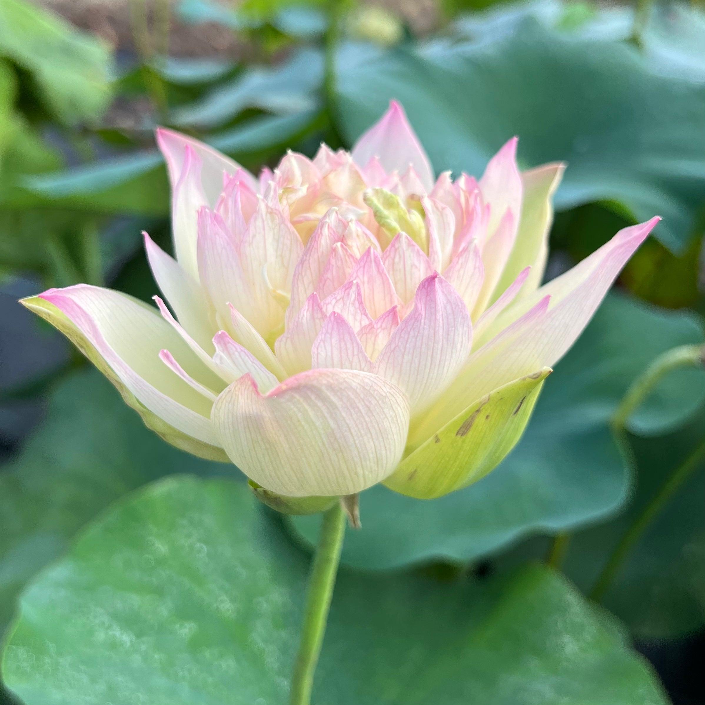 Watercolor Lotus (Bare Root) - Globalnestes