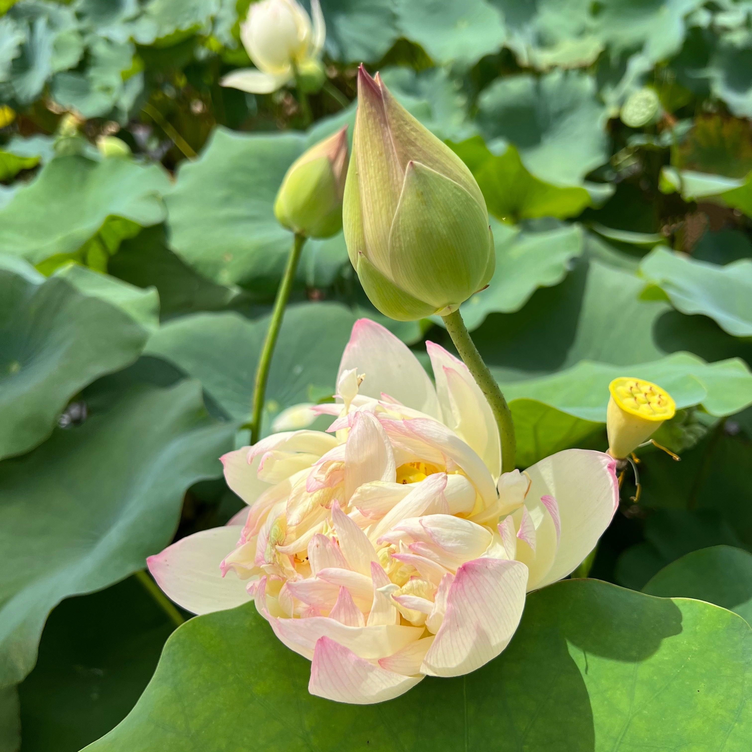 Watercolor Lotus (Bare Root) - Globalnestes