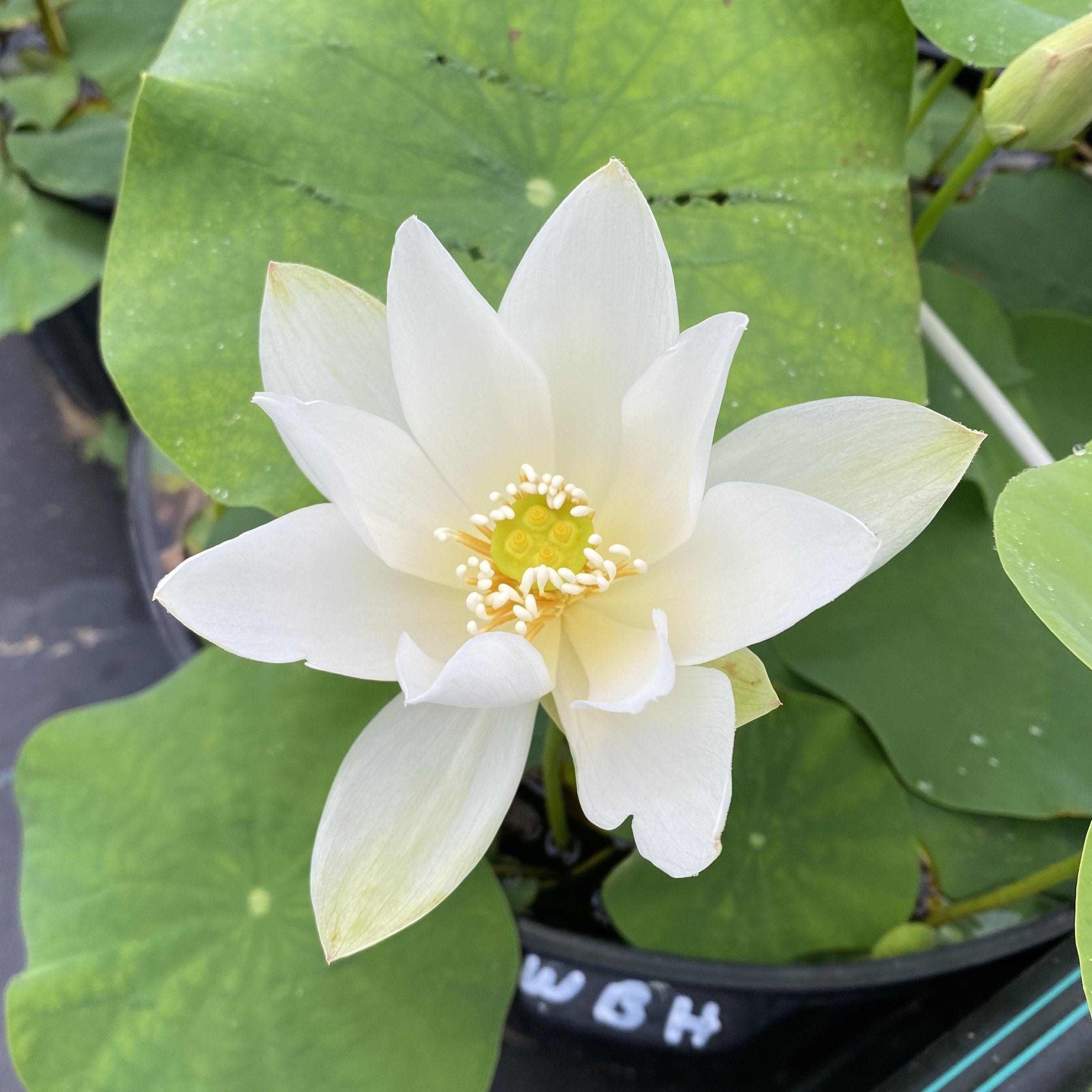 White Buddha's Hand Lotus (Bare Root) - Globalnestes