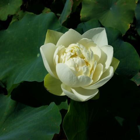 White Chrysanthemum Lotus (Bare Root) - Globalnestes