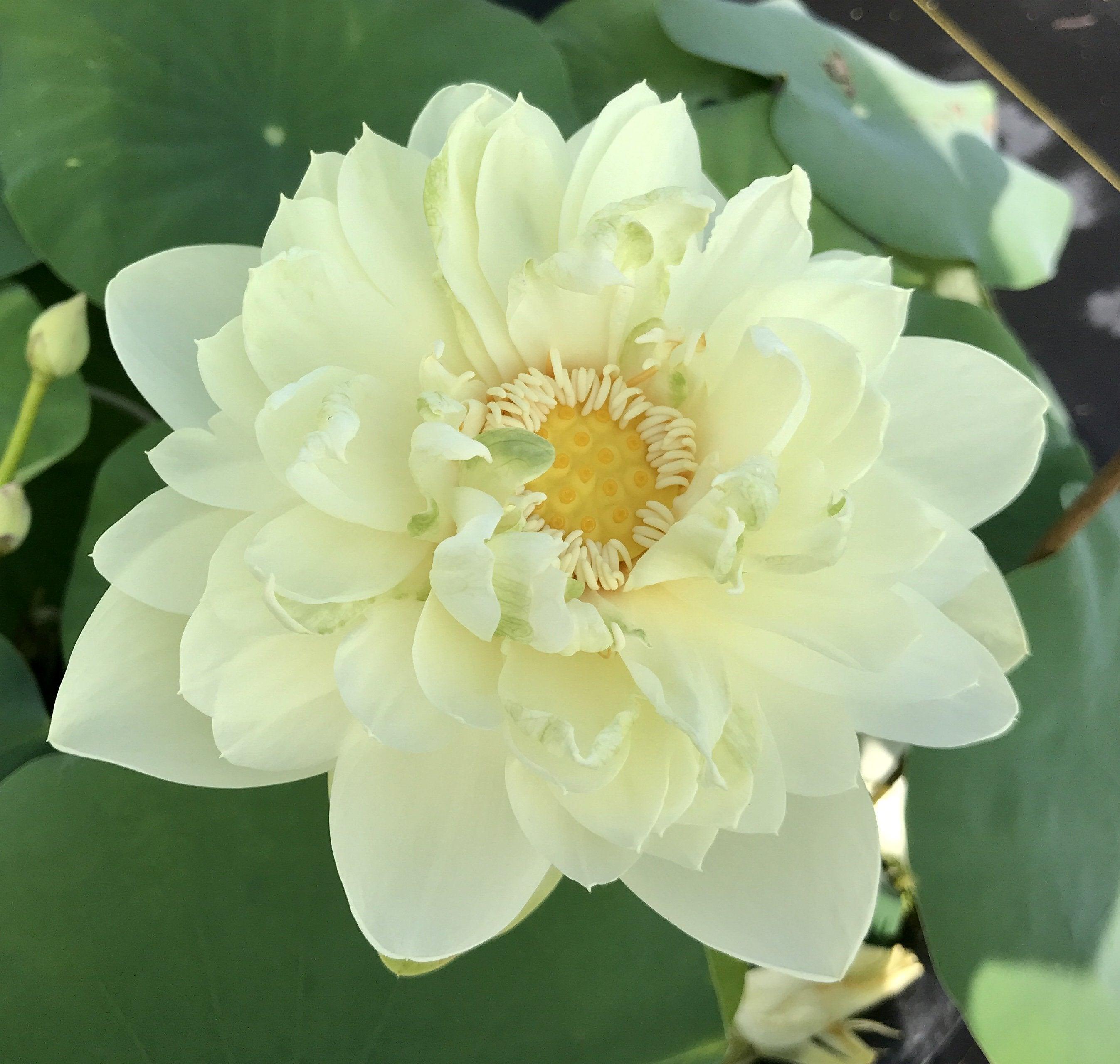 White Chrysanthemum Lotus (Bare Root) - Globalnestes