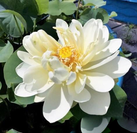White Chrysanthemum Lotus (Bare Root) - Globalnestes