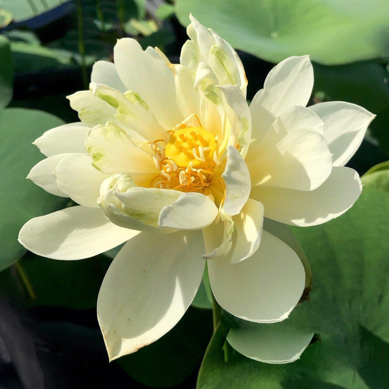 White Chrysanthemum Lotus (Bare Root) - Globalnestes