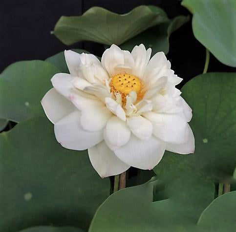 White Chrysanthemum Lotus (Bare Root) - Globalnestes