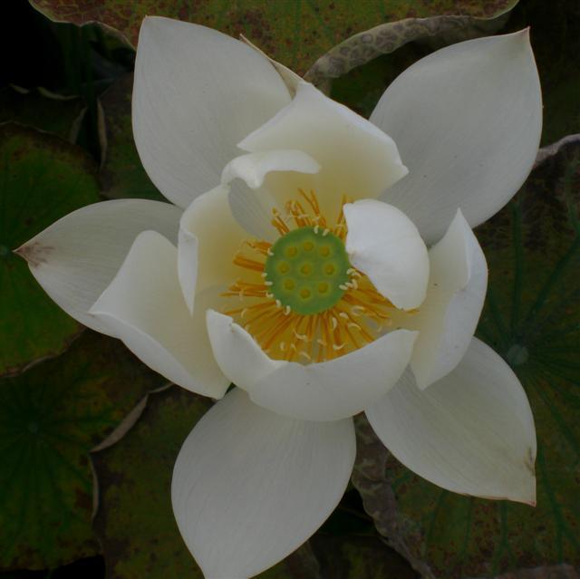 White Crane Lotus (Bare Root) - Globalnestes