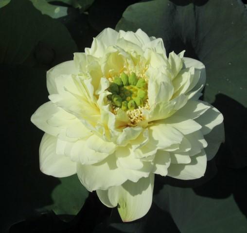 White Pear Flower Mini Lotus (Bare Root) - Globalnestes