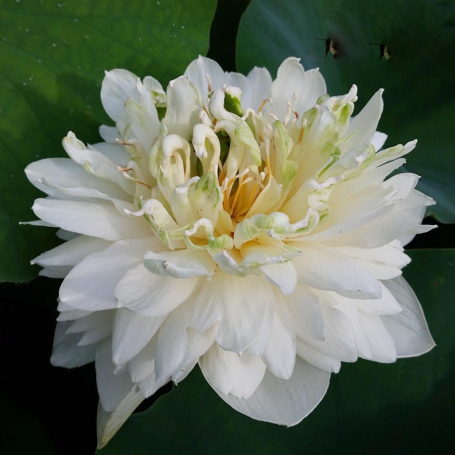 White Pear Flower Mini Lotus (Bare Root) - Globalnestes