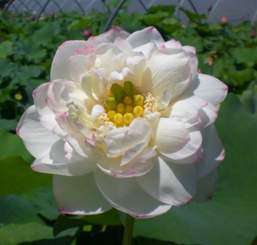 Winter Chrysanthemum - A Kiss of Pink Lotus (Bare Root) - Globalnestes
