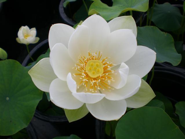 Xiamen Bowl Lotus (Bare Root) - Globalnestes