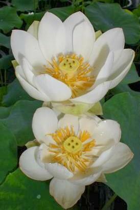Xiamen Bowl Lotus (Bare Root) - Globalnestes