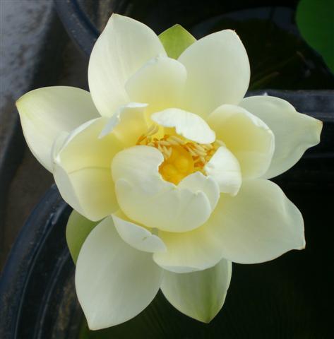 Xiamen Bowl Lotus (Bare Root) - Globalnestes