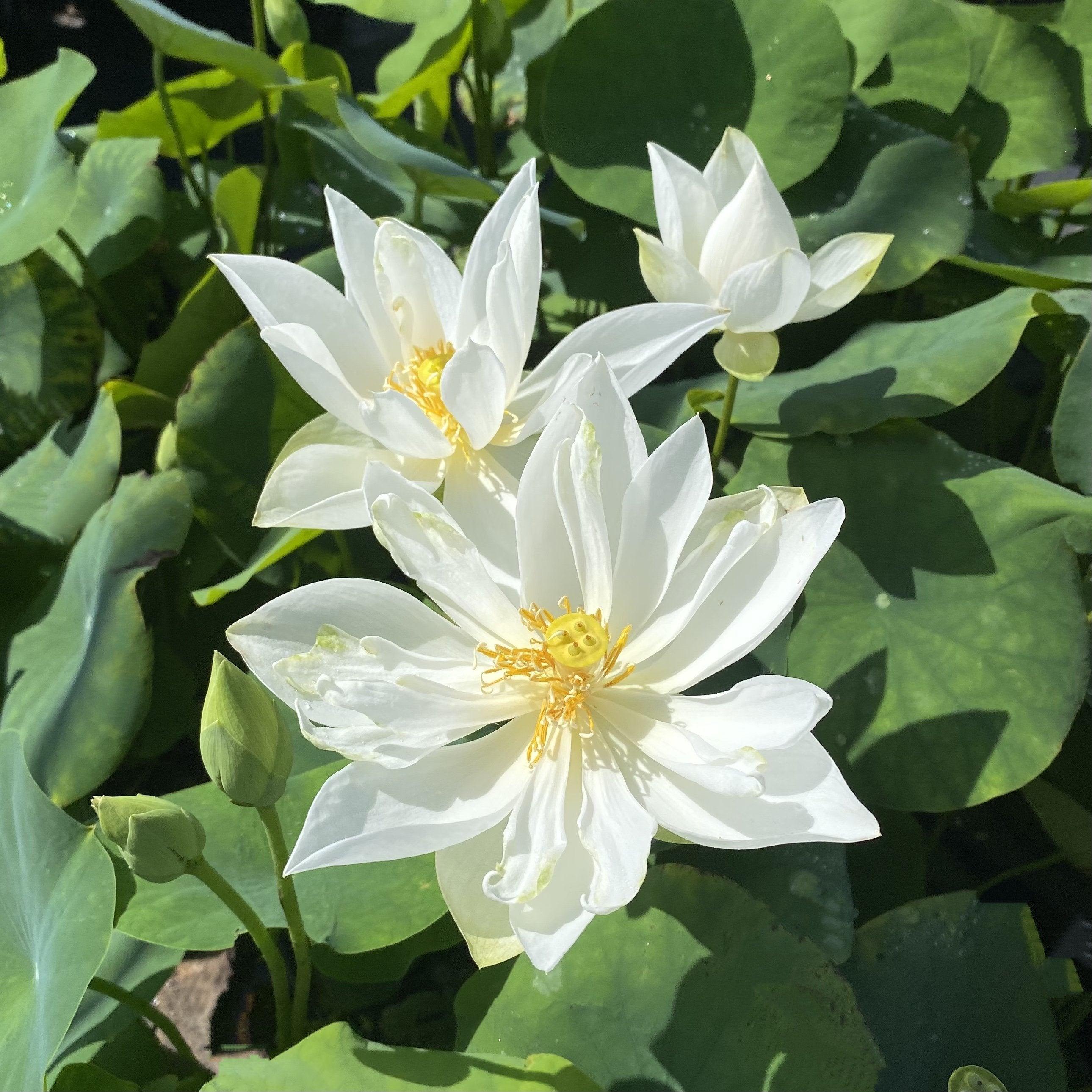Xiamen Bowl Lotus (Bare Root) - Globalnestes