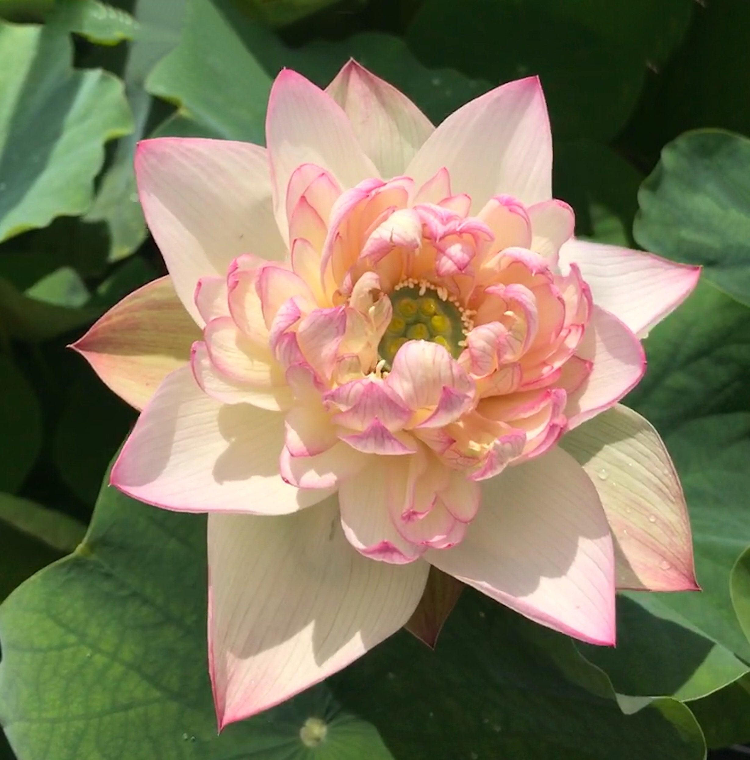 Xin Jin Xia Lotus (Bare Root) - Globalnestes