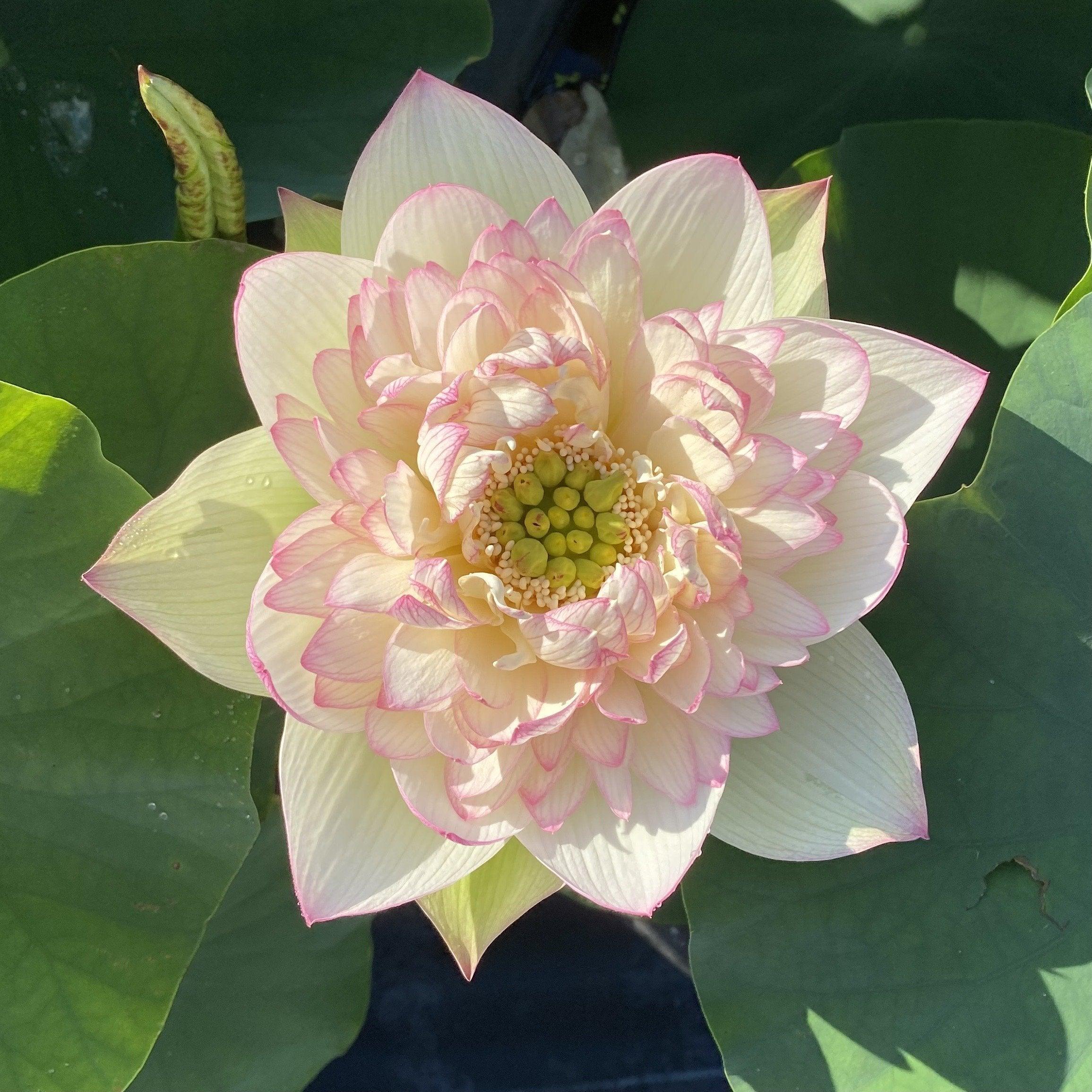 Xin Jin Xia Lotus (Bare Root) - Globalnestes