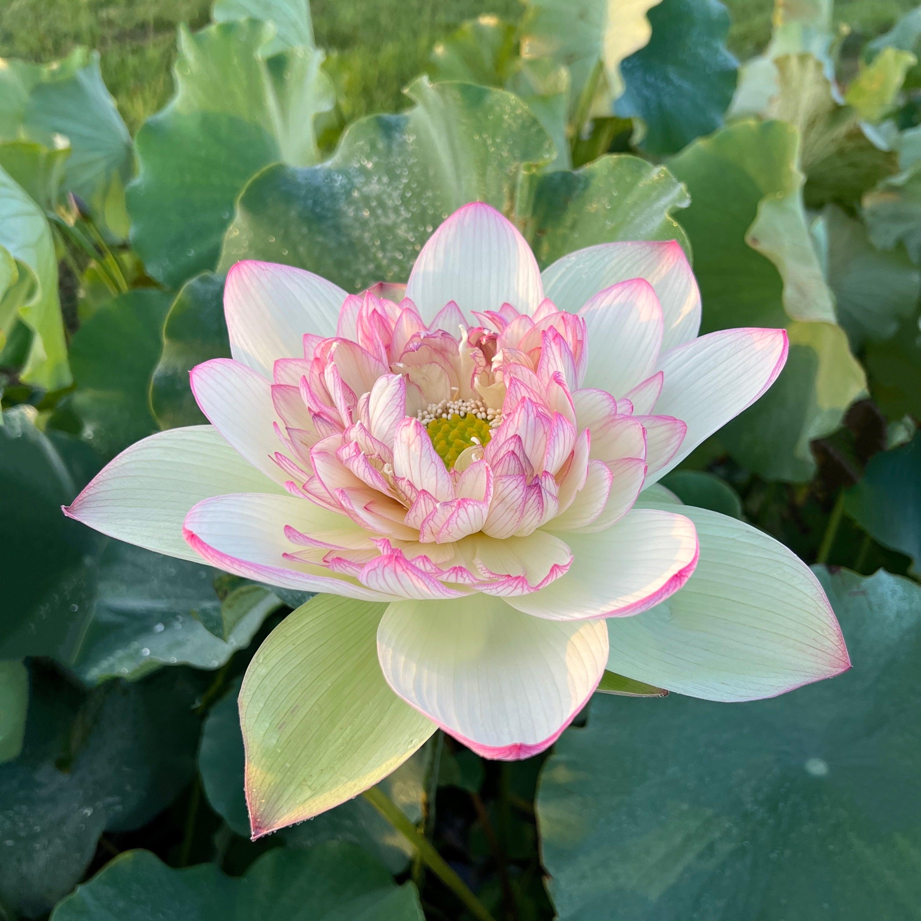 Xin Jin Xia Lotus (Bare Root) - Globalnestes