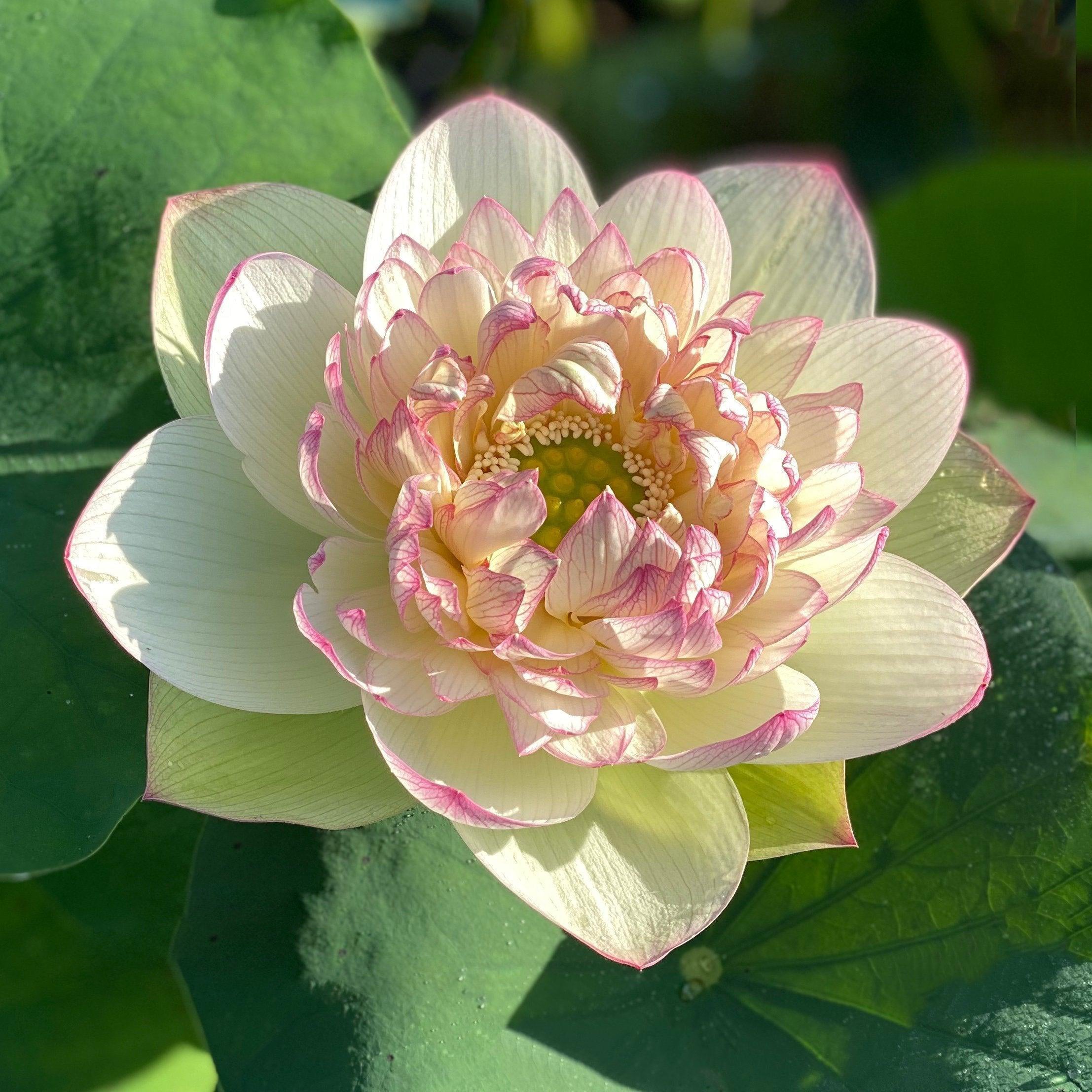 Xin Jin Xia Lotus (Bare Root) - Globalnestes