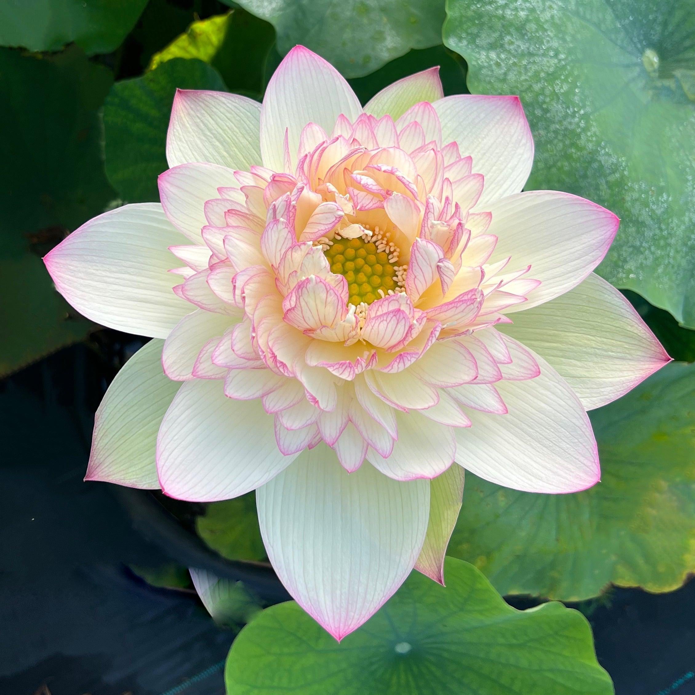 Xin Jin Xia Lotus (Bare Root) - Globalnestes