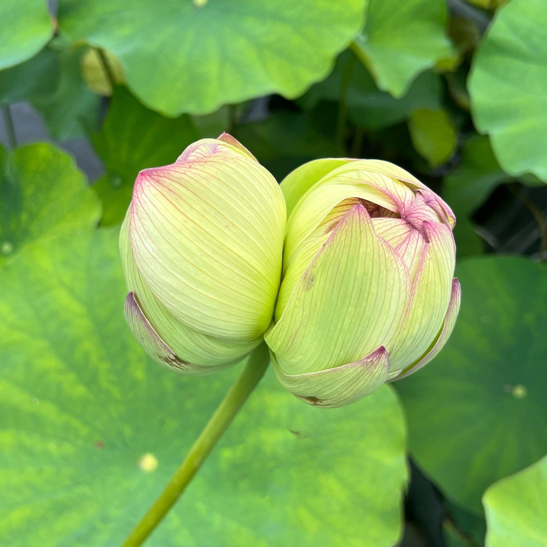 Xin Jin Xia Lotus (Bare Root) - Globalnestes