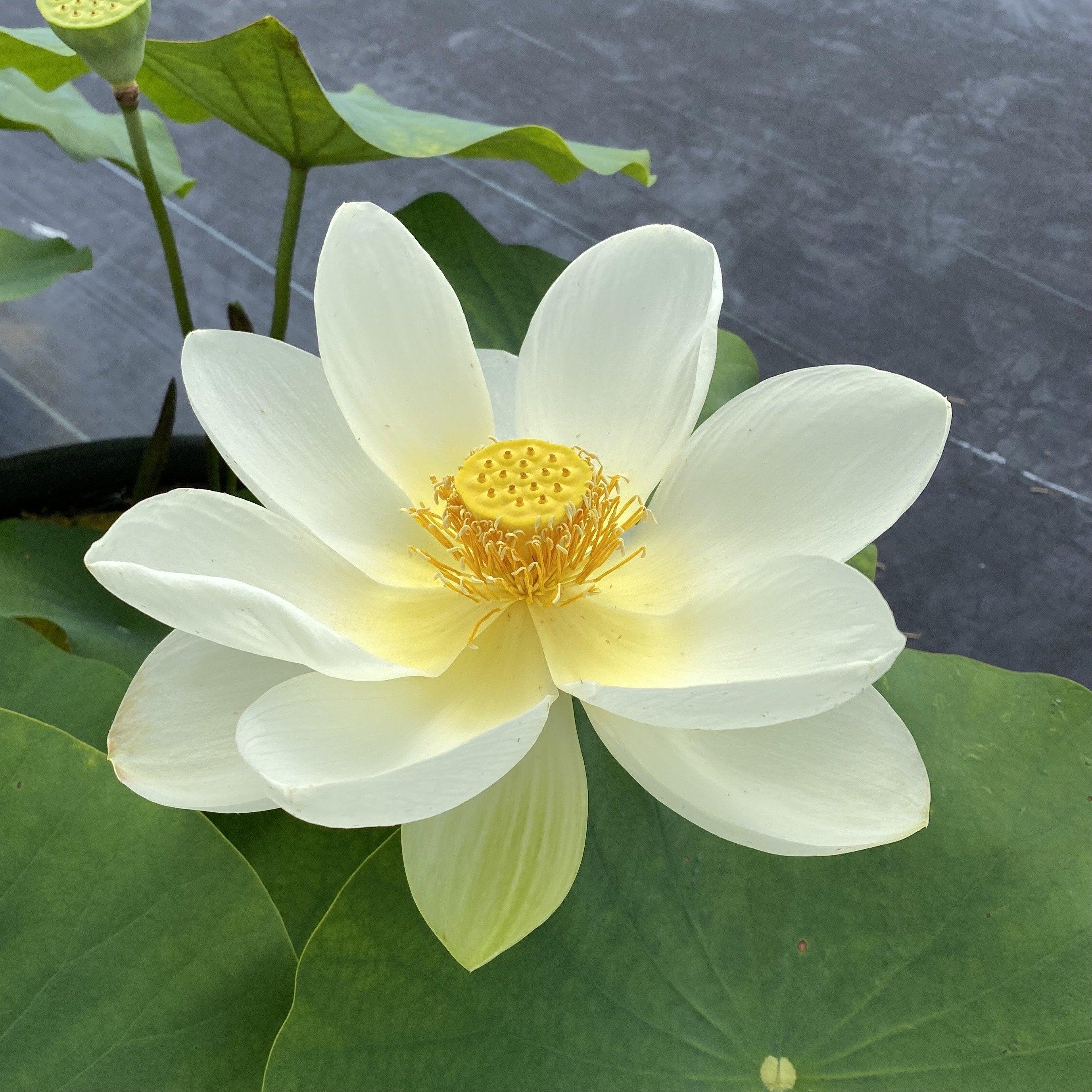 Yellow Bird -Majestic Beauty Lotus (Bare Root) - Globalnestes