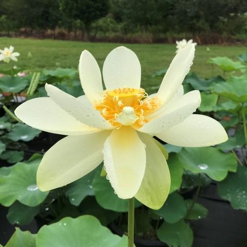Yellow Bird -Majestic Beauty Lotus (Bare Root) - Globalnestes
