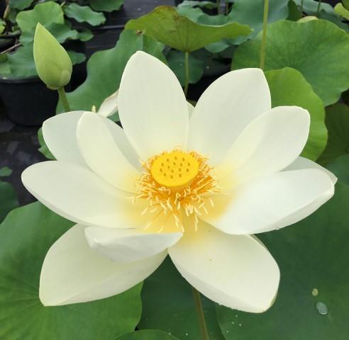 Yellow Bird -Majestic Beauty Lotus (Bare Root) - Globalnestes