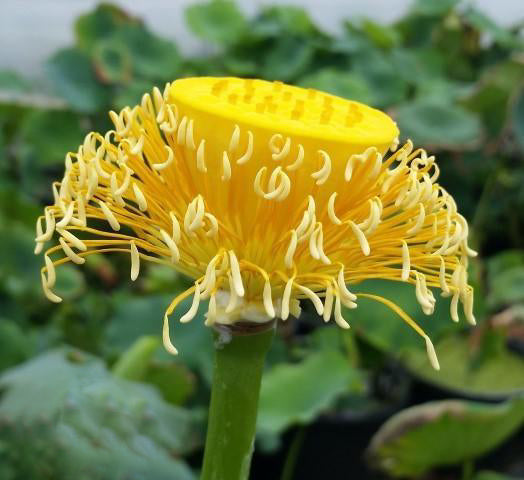 Yellow Bird -Majestic Beauty Lotus (Bare Root) - Globalnestes