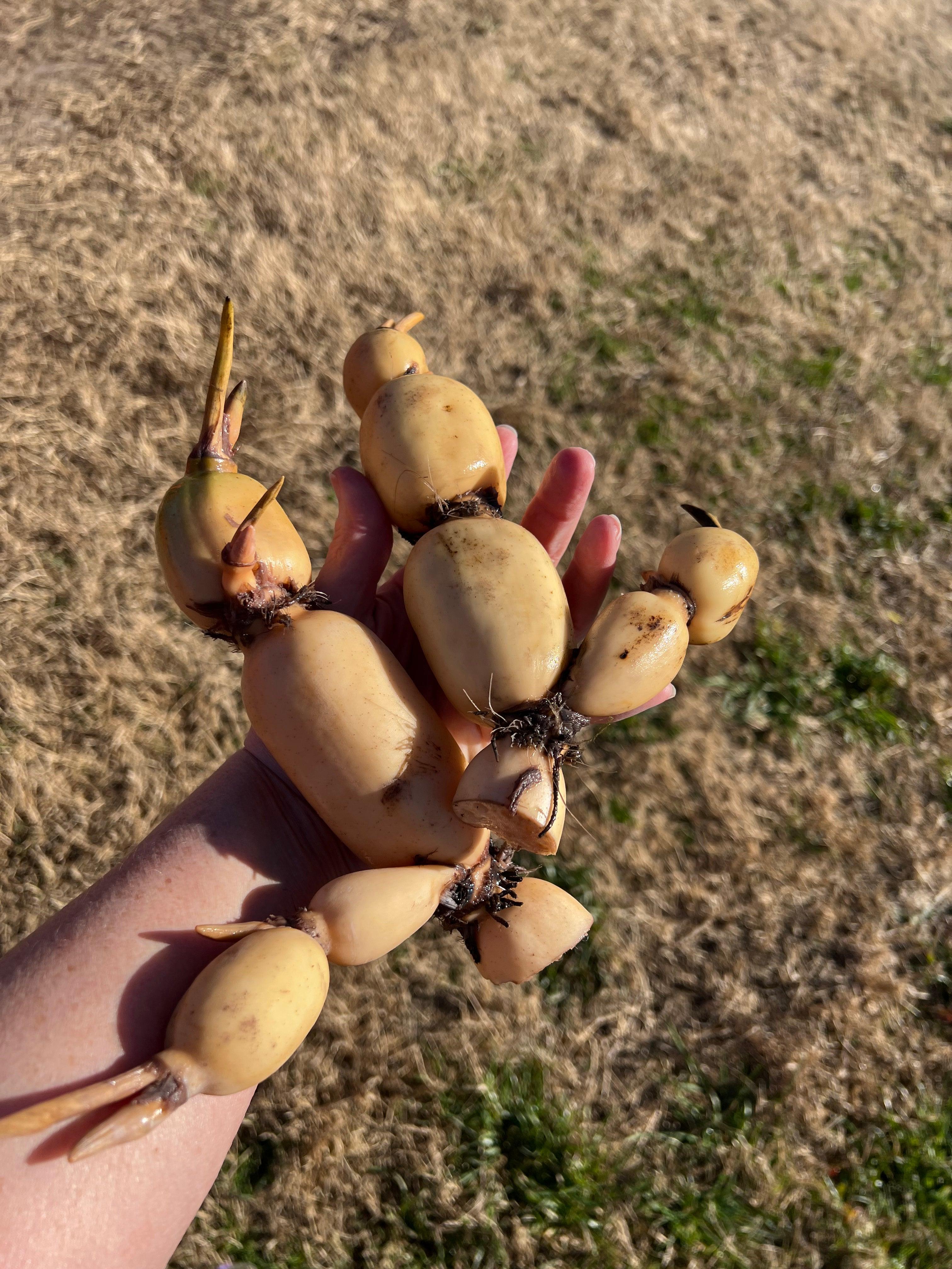 Yileen Garden Lotus Lotus (Bare Root) - Globalnestes