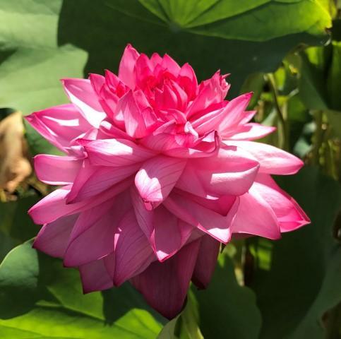 Yiliang Thousand Petals Lotus (Bare Root) - Globalnestes