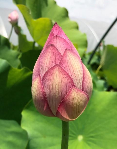 Yiliang Thousand Petals Lotus (Bare Root) - Globalnestes