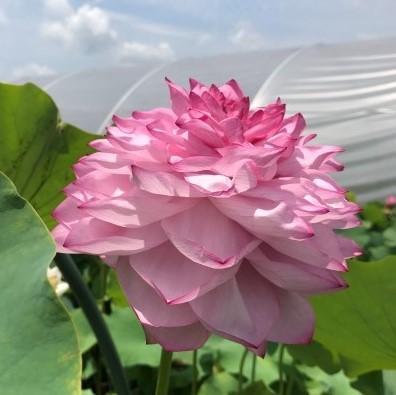 Yiliang Thousand Petals Lotus (Bare Root) - Globalnestes