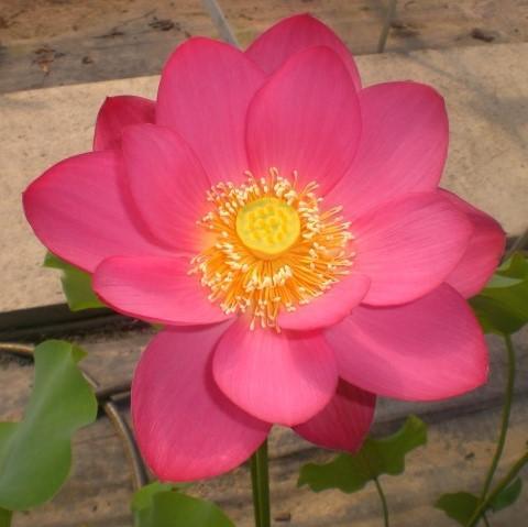 Yimeng Red - Super Bright Color Lotus (Bare Root) - Globalnestes