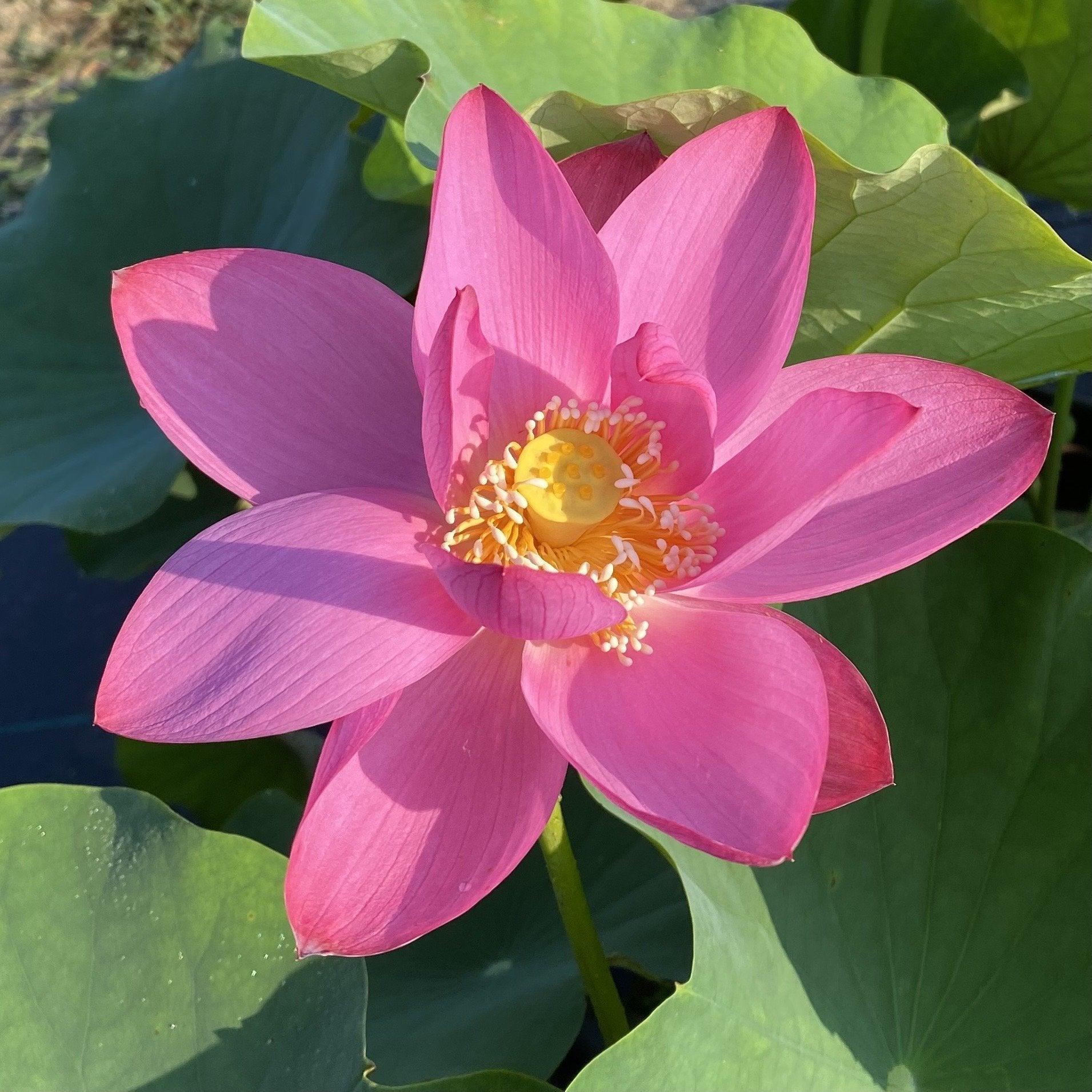Yimeng Red - Super Bright Color Lotus (Bare Root) - Globalnestes