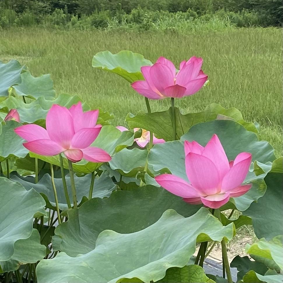 Yimeng Red - Super Bright Color Lotus (Bare Root) - Globalnestes