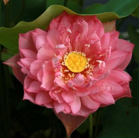 Zhaojun Look Back Shadow - A Love Story Lotus (Bare Root) - Globalnestes