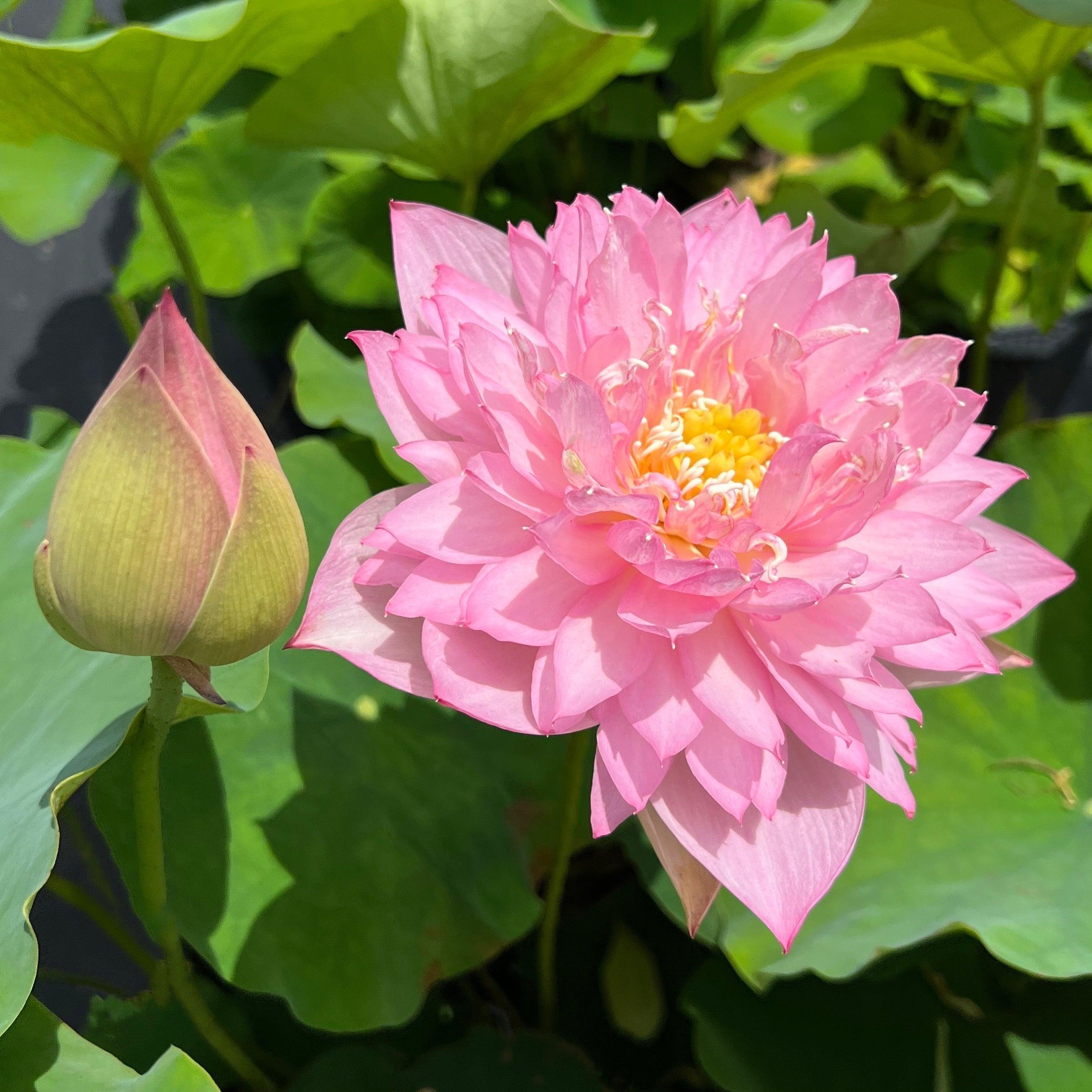 Zhaojun Look Back Shadow - A Love Story Lotus (Bare Root) - Globalnestes