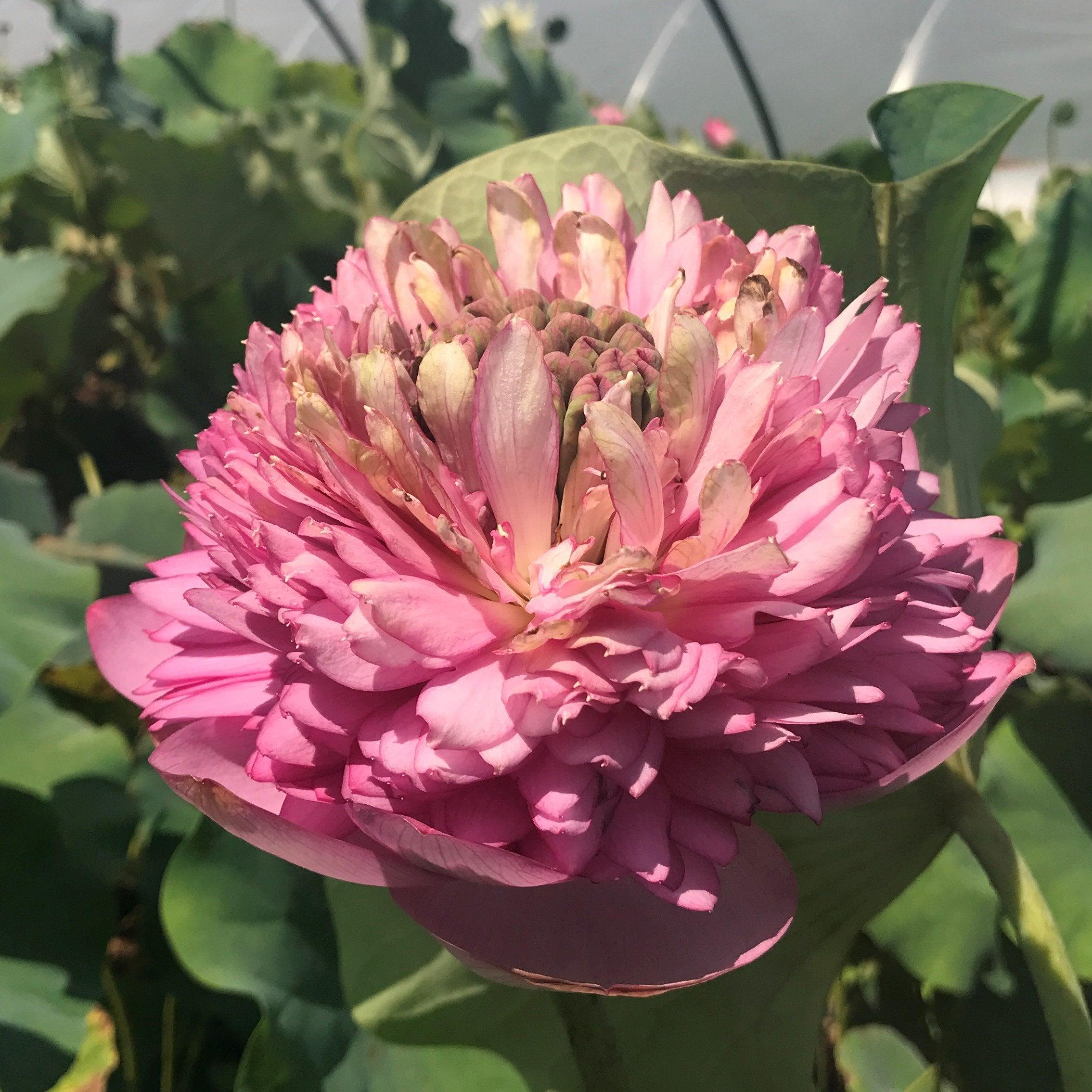 Zhongshan Duplicate Red Lotus (Bare Root) - Globalnestes