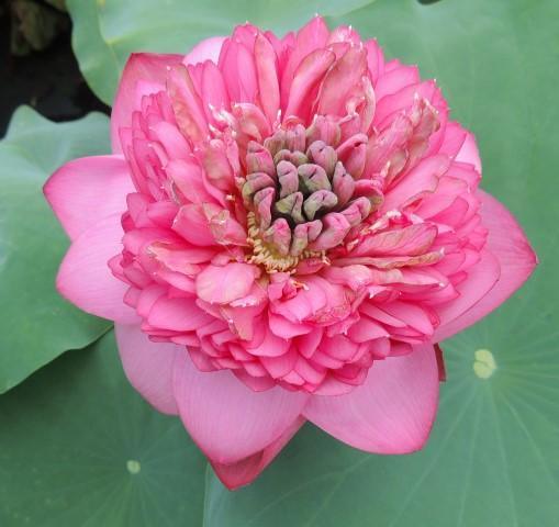 Zhongshan Duplicate Red Lotus (Bare Root) - Globalnestes