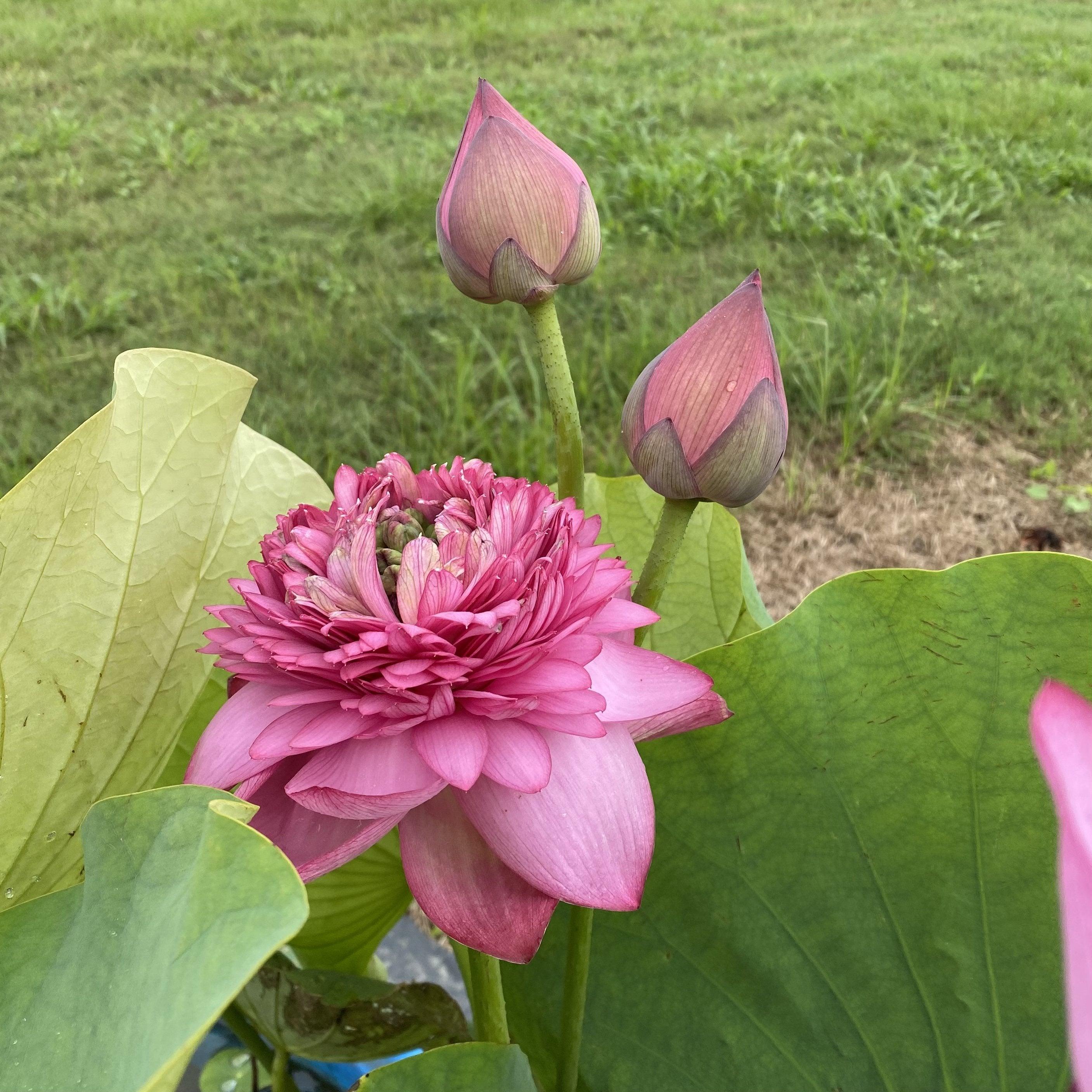 Zhongshan Duplicate Red Lotus (Bare Root) - Globalnestes