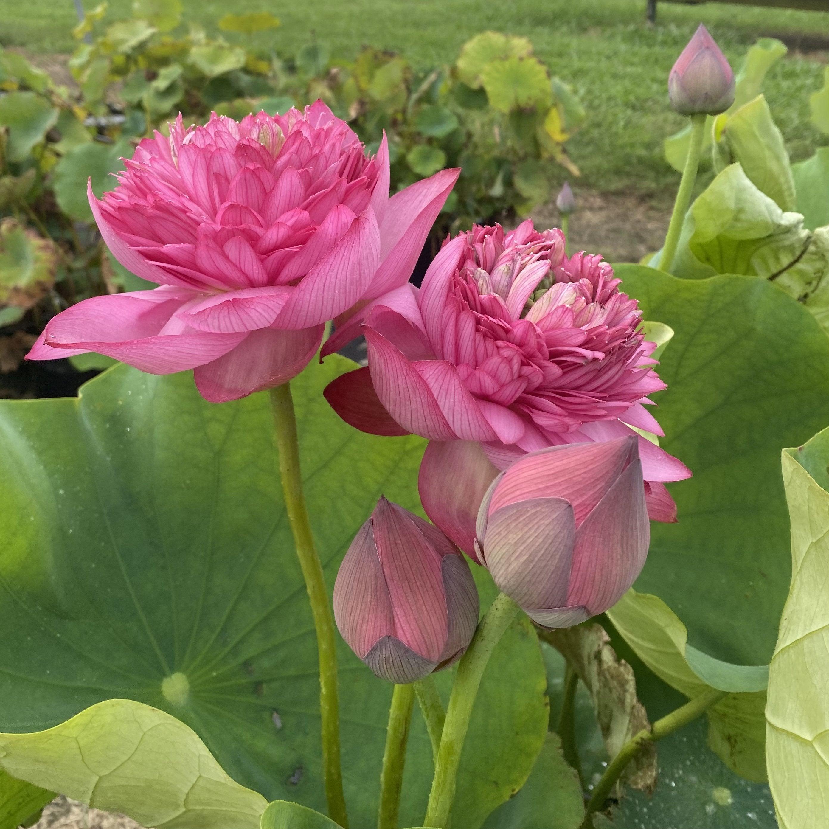 Zhongshan Duplicate Red Lotus (Bare Root) - Globalnestes