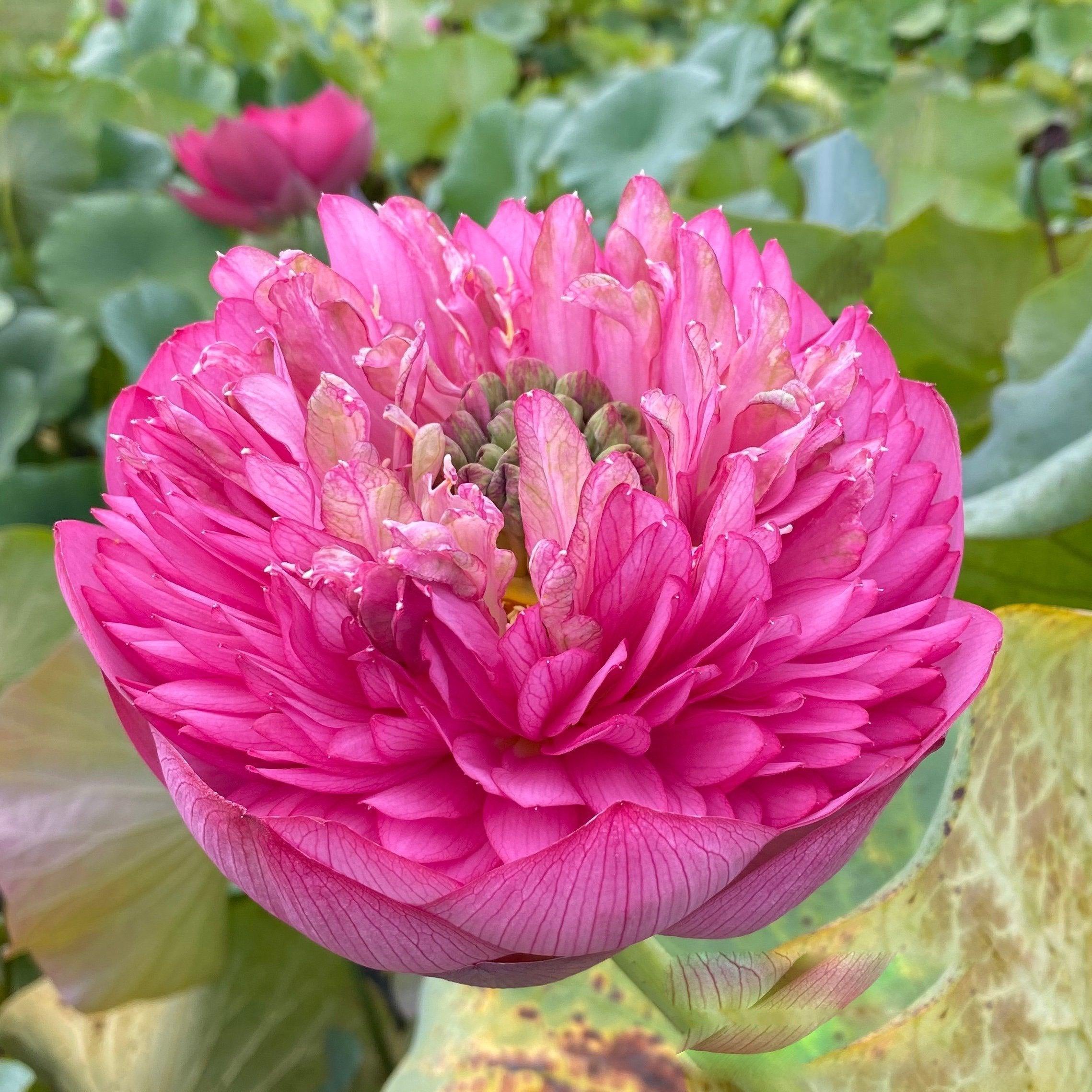 Zhongshan Duplicate Red Lotus (Bare Root) - Globalnestes