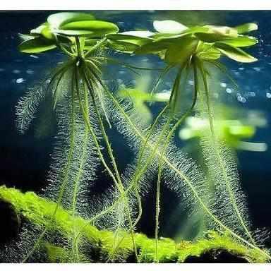 American Frogbit - Limnobium Spongia - Globalnestes