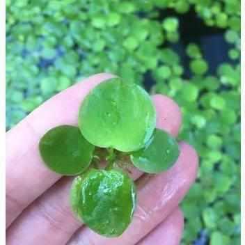 American Frogbit - Limnobium Spongia - Globalnestes