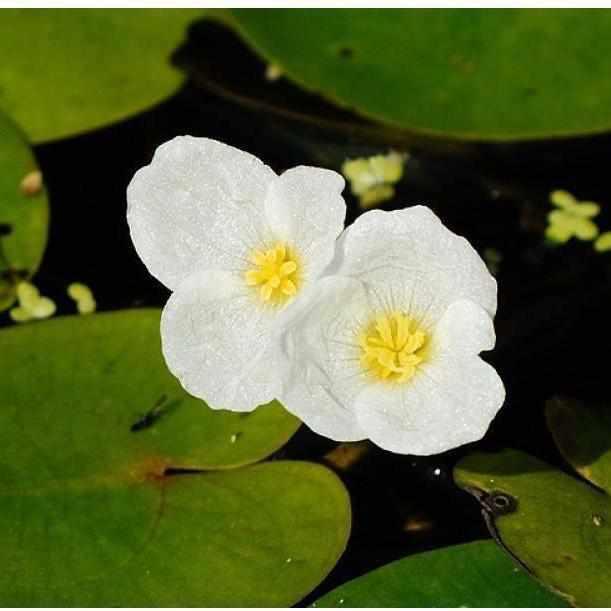 American Frogbit - Limnobium Spongia - Globalnestes