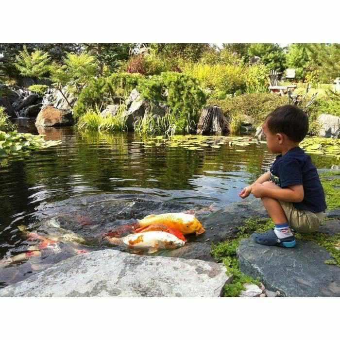 Aquascape Large Pond Kit 21x26 with AquaSurgePRO 4000-8000 Pump (MPN 53036) - Globalnestes