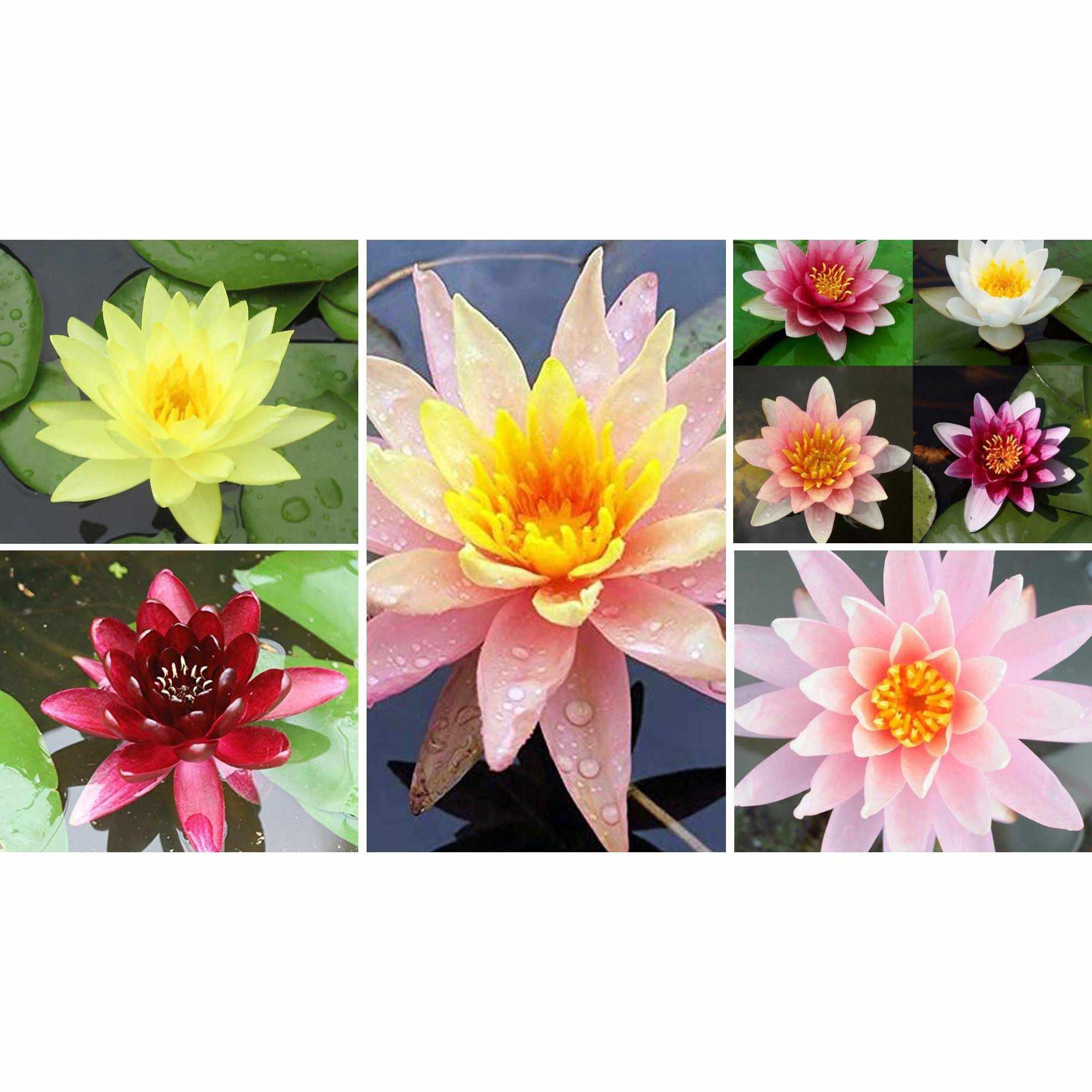 Assorted Hardy Water Lilies - 6-Pack Bundle (Bare Root) - Globalnestes