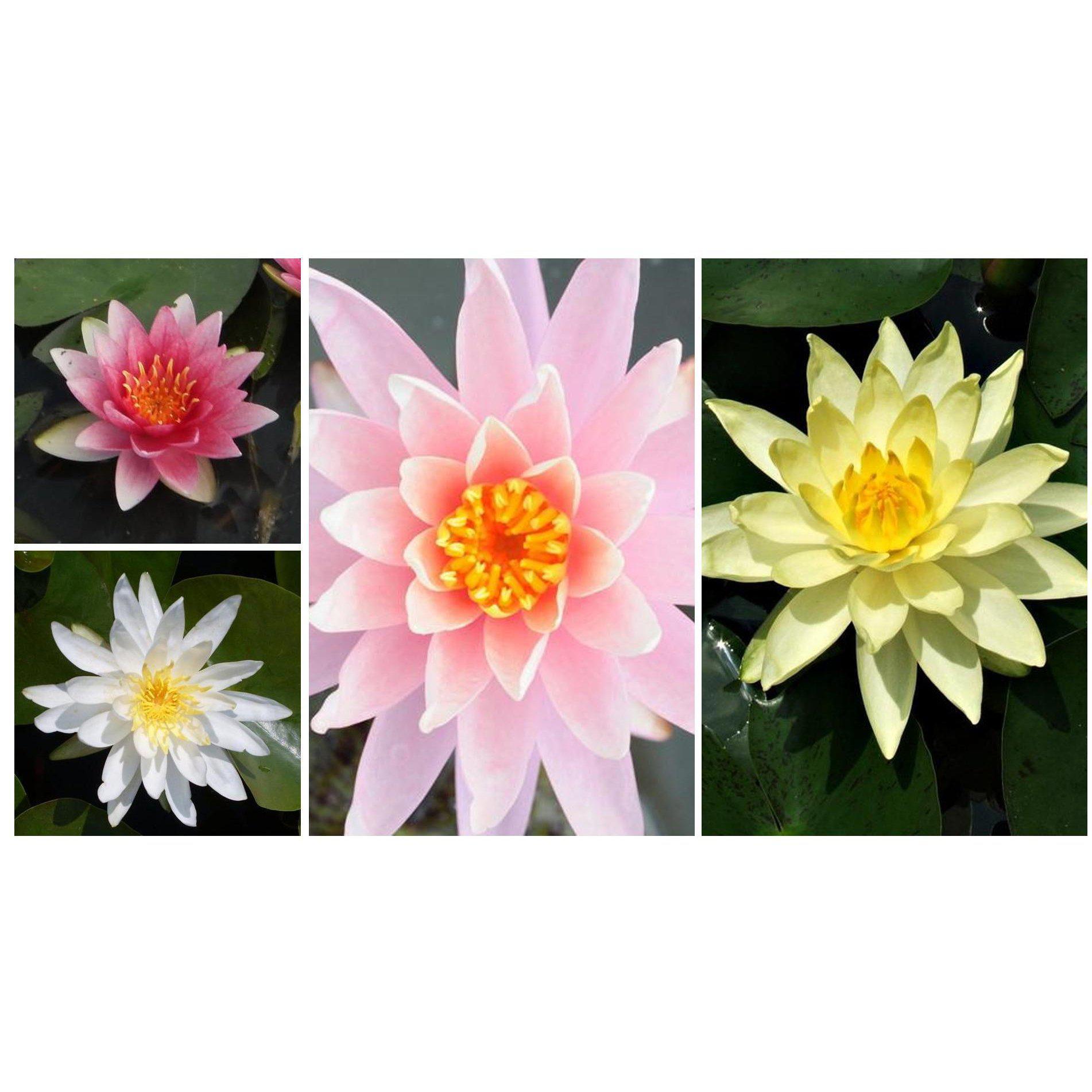 Assorted Hardy Water Lilies - 6-Pack Bundle (Bare Root) - Globalnestes