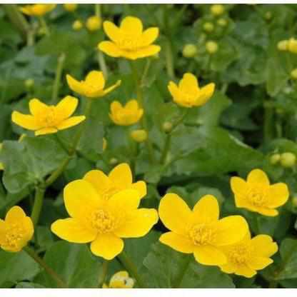 Caltha Polypetala - Giant Marsh Marigold (Bare Root) - Globalnestes