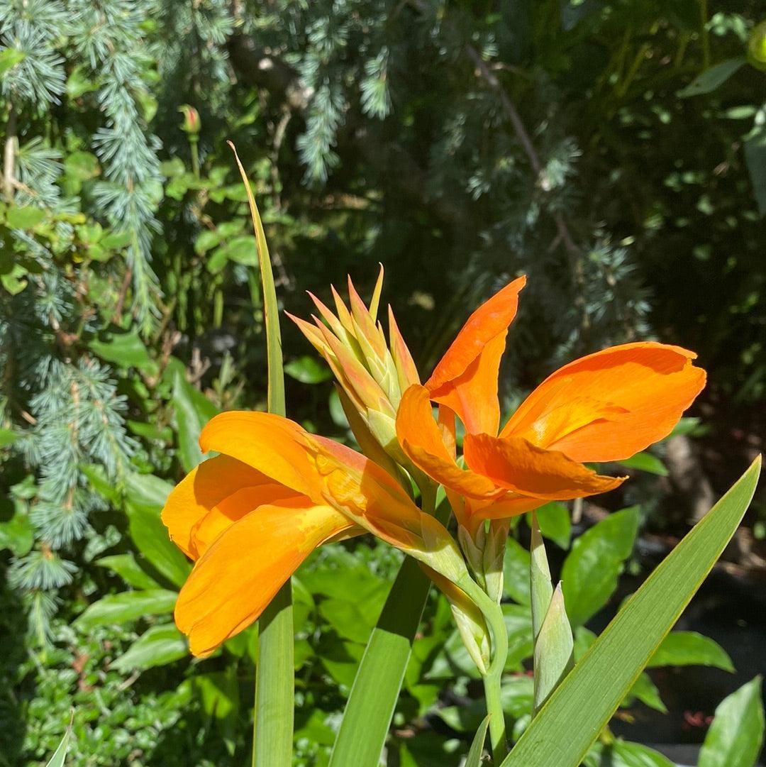 Canna 'Orange Sherbert' - Orange (Bare Root) - Globalnestes