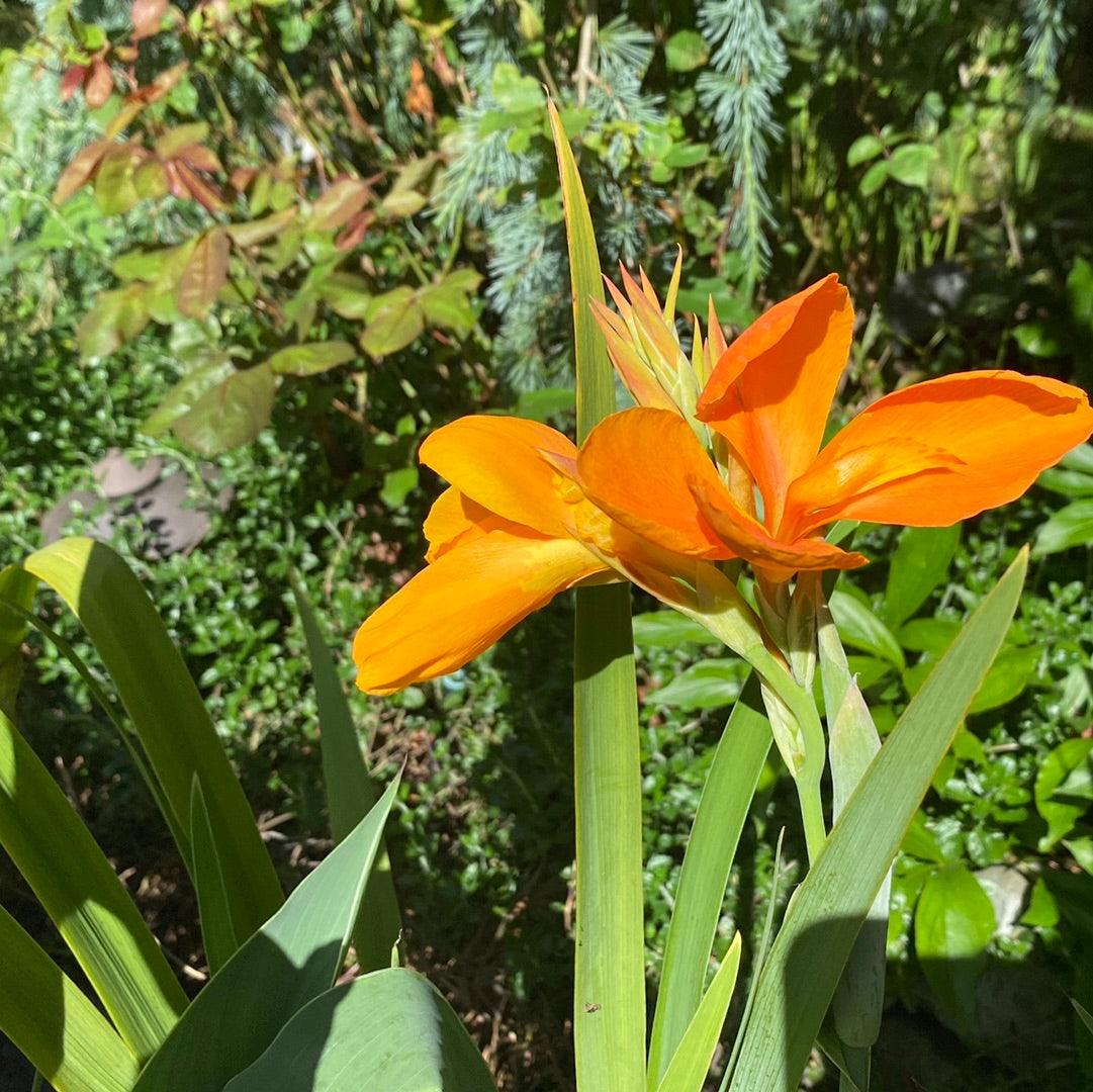 Canna 'Orange Sherbert' - Orange (Bare Root) - Globalnestes